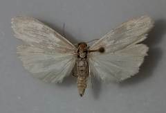 Crambidia xanthocorpa