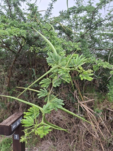 Dune Thorn (Vachellia kosiensis)