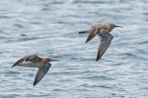 Zarapito trinador (Numenius phaeopus)