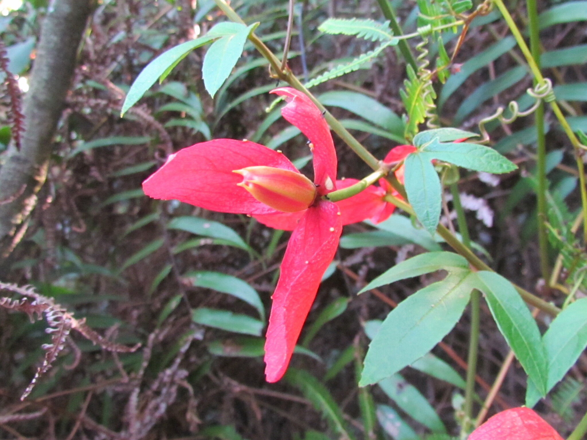 Passiflora speciosa