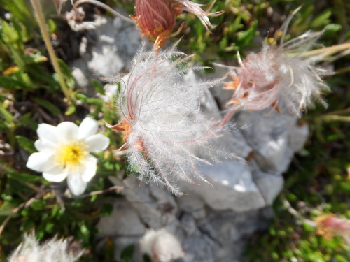 Eight-petal Mountain-Avens