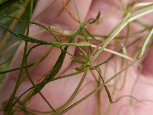 Horned Pondweed (Zannichellia palustris)