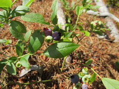 Vaccinium angustifolium image