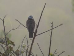 Streptopelia hypopyrrha