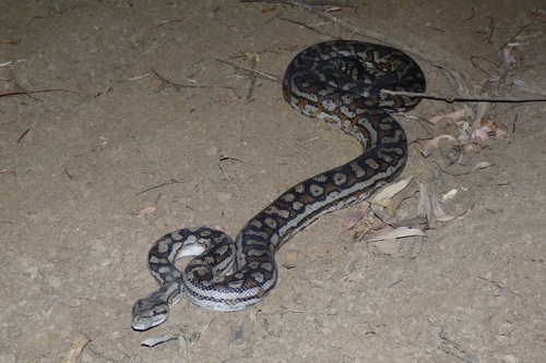 Inland Carpet Python sighting