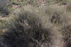 Hilaria rigida