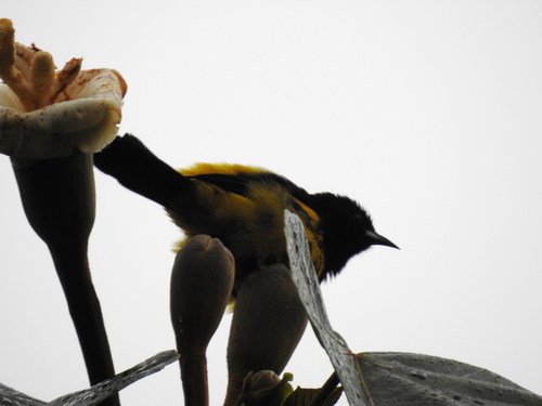 Icterus prosthemelas
