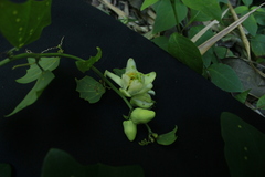 Passiflora biflora