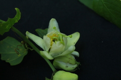 Passiflora biflora
