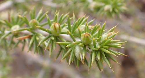Eina Capegorse (Aspalathus hirta)