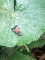 Lepidoptera
