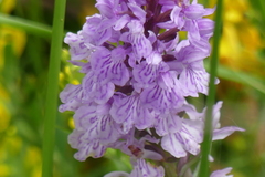 Dactylorhiza maculata