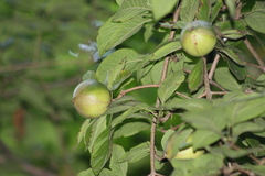 Randia nicaraguensis