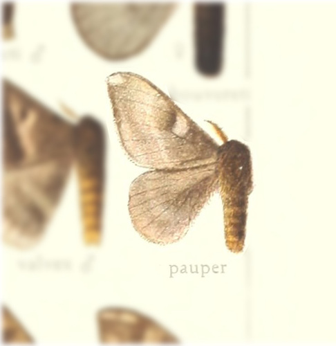 Hylesia pauper