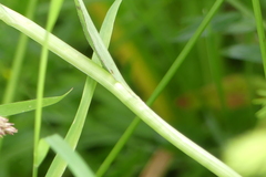 Dactylorhiza maculata