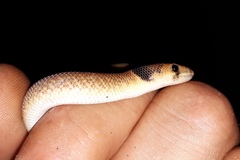 Pygopus nigriceps