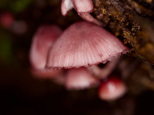 Mycena haematopus