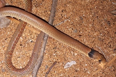 Pygopus nigriceps