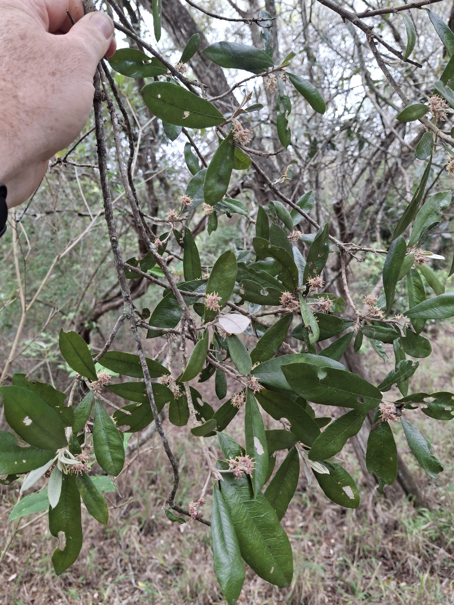 Lowveld Silver-Oak (Brachylaena huillensis)