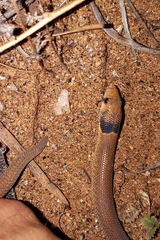 Pygopus nigriceps