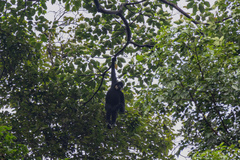 Southern White-Cheeked Gibbon photo 1
