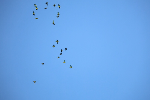 Cobalt-winged Parakeet (Brotogeris cyanoptera), photo 10