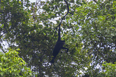 Southern White-Cheeked Gibbon photo 3