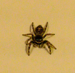Salticinae