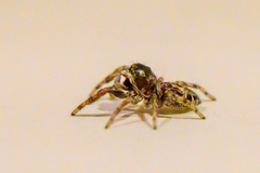 Salticinae