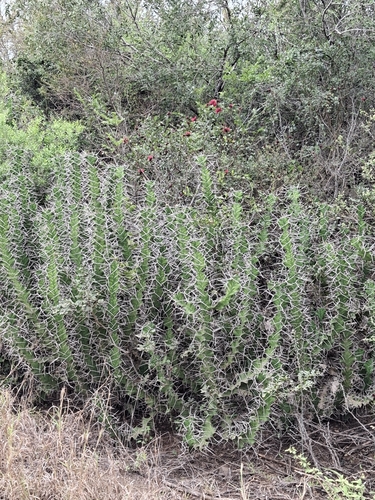 Grandthorn Noors (Euphorbia grandicornis)