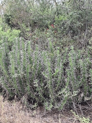 Euphorbia grandicornis, photograph (c) marius, some rights reserved (CC BY)
