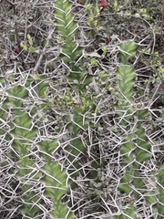 Euphorbia grandicornis, photograph (c) marius, some rights reserved (CC BY)