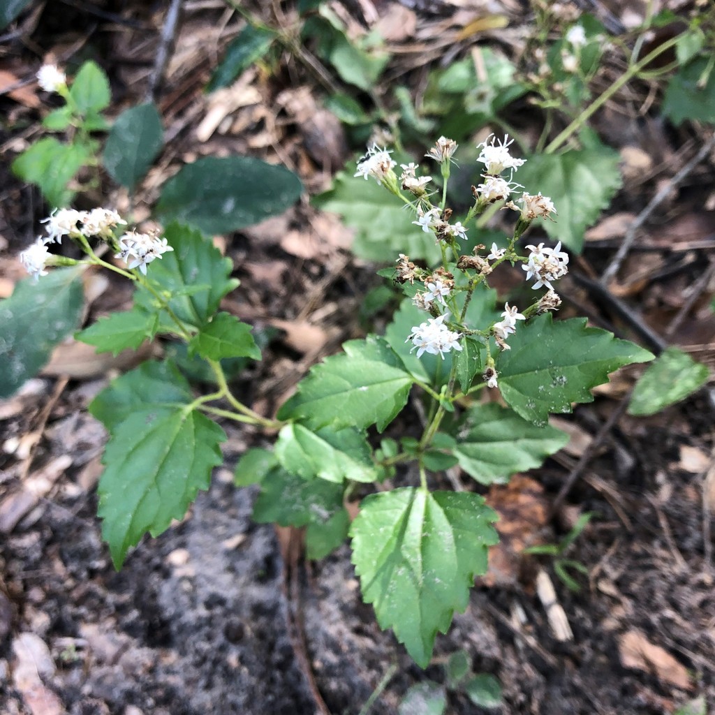 hammock snakeroot