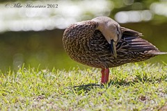 Anas fulvigula image