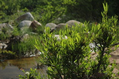 Cephalanthus salicifolius