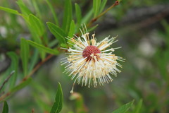 Cephalanthus salicifolius