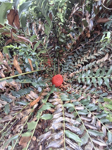 Encephalartos ferox