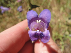 Penstemon laetus