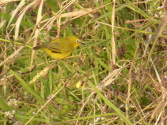 Zosterops senegalensis