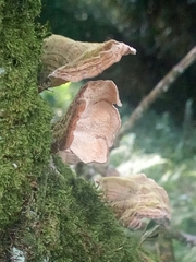 Polyporaceae