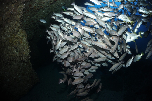 Jordan's snapper (Lutjanus jordani) — Lutjanidae — 3