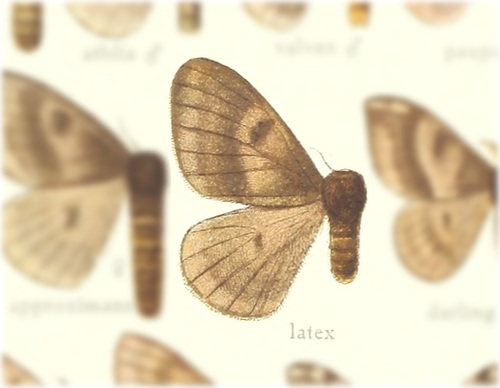Hylesia umbrata