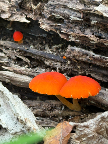 Pluteus aurantiorugosus