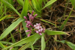 Asperula cynanchica
