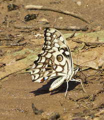 Papilio morondavana