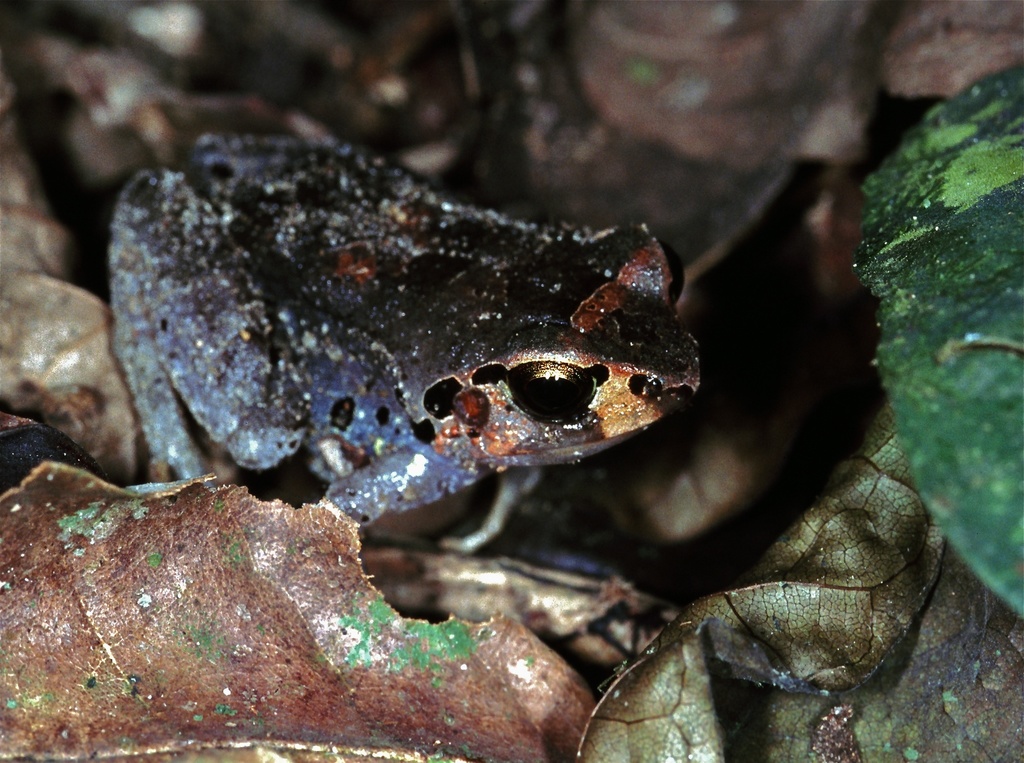 Buea Screeching Frog