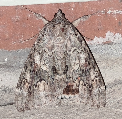 Marbled Underwing photo 2