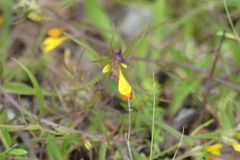 Melampyrum scardicum
