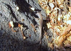 Sceloporus nelsoni