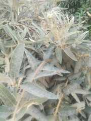 Colicodendron scabridum